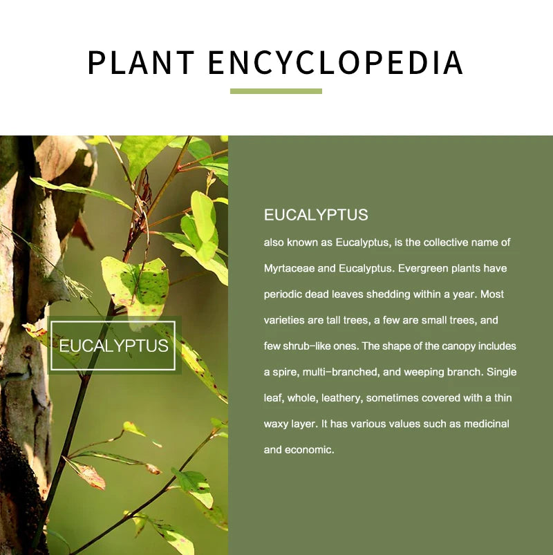 Pure Eucalyptus Essential Oil (100% Undiluted) - 10ml